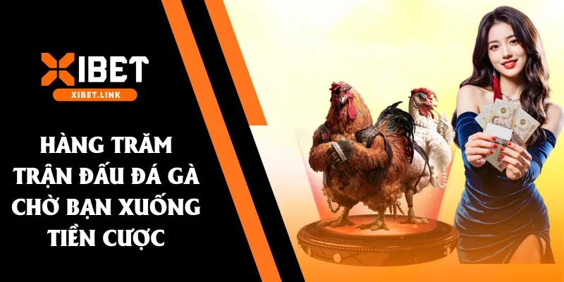 Hàng trăm trận đấu đá gà chờ bạn xuống tiền cược