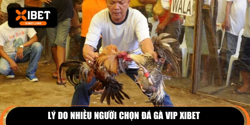 Lý do nhiều người chọn đá gà VIP XIBET